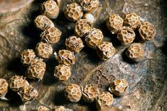 Polyschismium peyerimhoffii