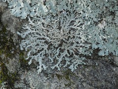 Heterodermia appalachensis