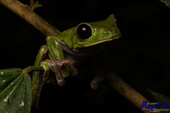 Agalychnis spurrelli