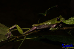 Agalychnis spurrelli