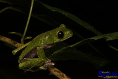 Agalychnis spurrelli