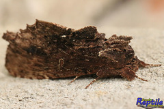 Lepidoptera