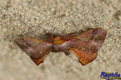 Lepidoptera