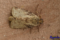 Lepidoptera
