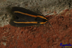 Lepidoptera
