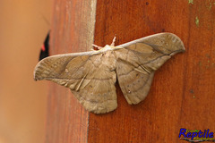 Lepidoptera