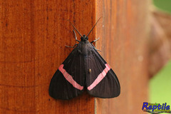 Lepidoptera
