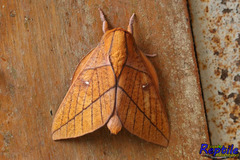 Lepidoptera