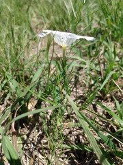 Nierembergia rigida