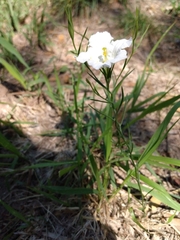Nierembergia rigida