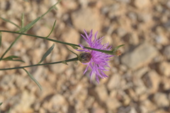 Centaurea glaberrima divergens