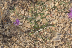 Centaurea glaberrima divergens