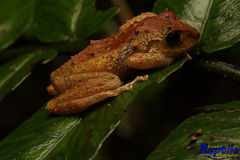 Pristimantis