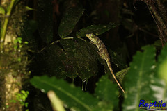 Anolis nemonteae