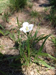 Nierembergia rigida
