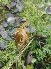 Epilobium pseudorubescens