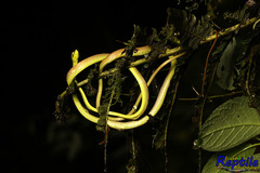 Oxybelis brevirostris