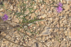 Centaurea glaberrima divergens