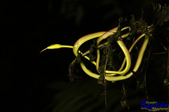 Oxybelis brevirostris