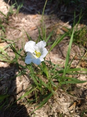 Nierembergia rigida