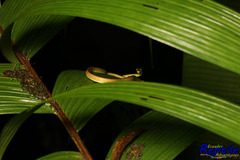 Oxybelis brevirostris