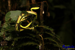 Oxybelis brevirostris