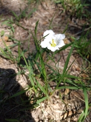 Nierembergia rigida