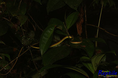 Oxybelis brevirostris