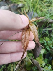 Epilobium pseudorubescens