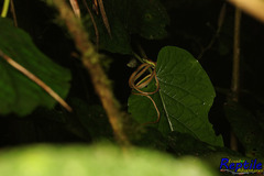 Oxybelis brevirostris