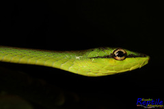 Oxybelis brevirostris