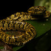 Hussain's Eyelash-Viper - Photo (c) Eric, some rights reserved (CC BY-NC), uploaded by Eric