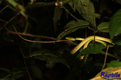 Oxybelis brevirostris