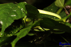 Oxybelis brevirostris