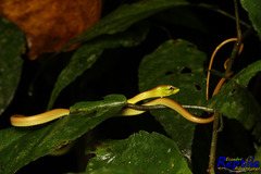 Oxybelis brevirostris