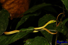 Oxybelis brevirostris