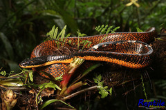 Phrynonax shropshirei