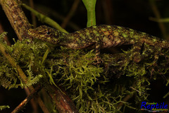 Anolis fasciatus