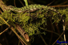 Anolis fasciatus