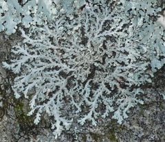 Heterodermia appalachensis