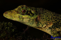 Anolis nemonteae