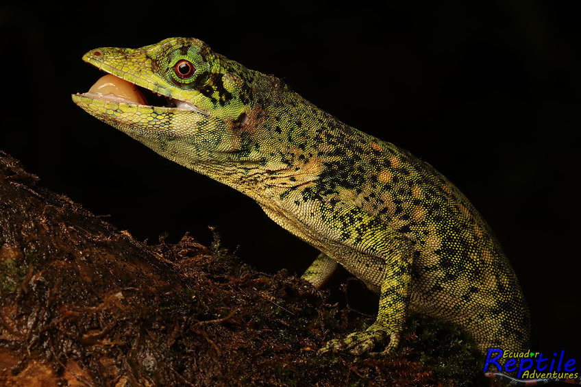 Star Anole