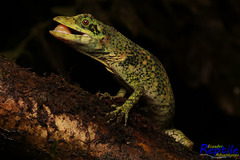 Anolis nemonteae
