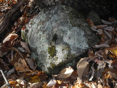 Heterodermia appalachensis