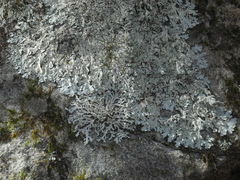 Heterodermia appalachensis