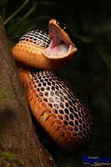 Phrynonax shropshirei