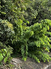 Bauhinia × blakeana