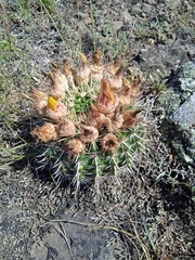 Parodia mammulosa