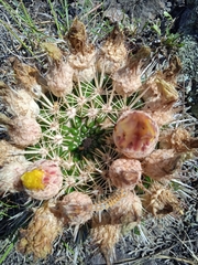 Parodia mammulosa