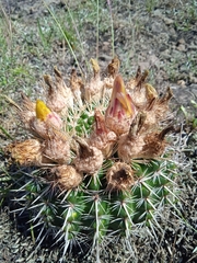 Parodia mammulosa